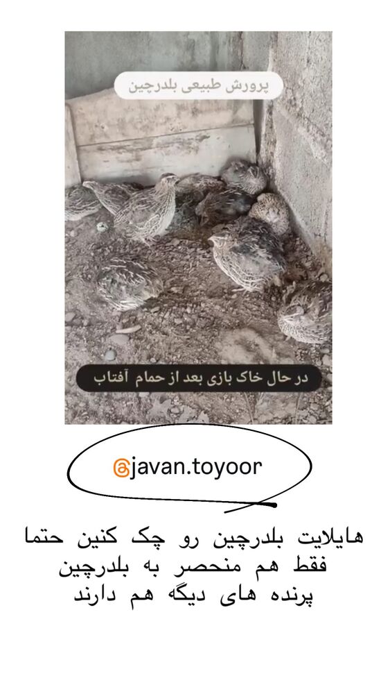  جدید ترین استوری اینستاگرام حریر عادلی