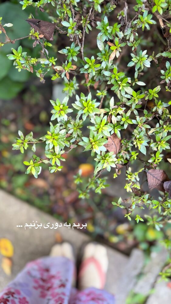  جدید ترین استوری اینستاگرام حریر عادلی