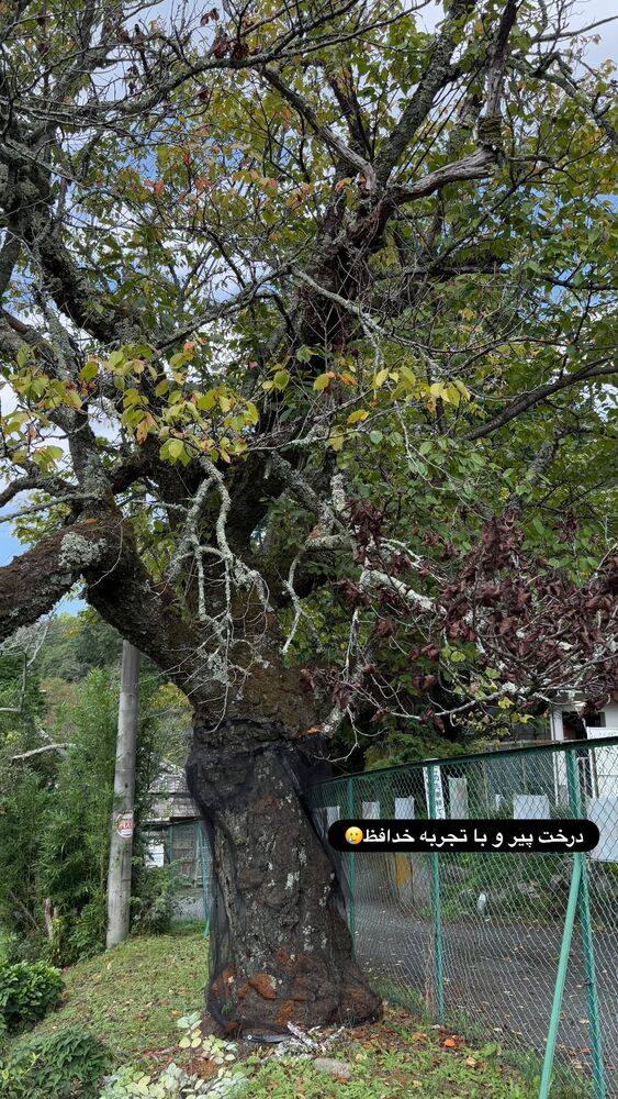  جدید ترین استوری اینستاگرام حریر عادلی