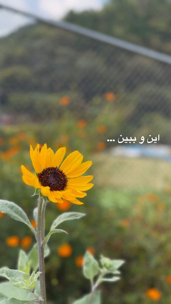  جدید ترین استوری اینستاگرام حریر عادلی