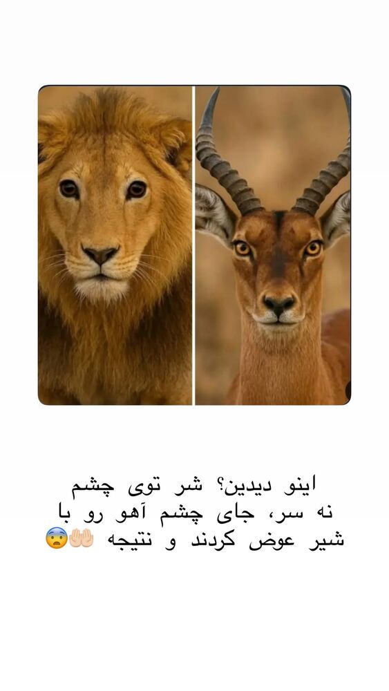  جدید ترین استوری اینستاگرام حریر عادلی