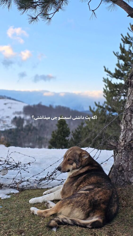  جدید ترین استوری اینستاگرام امیران