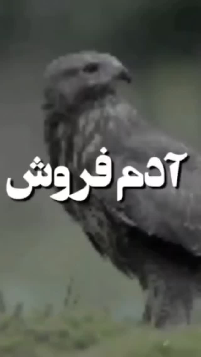  جدید ترین استوری اینستاگرام حجت نظری