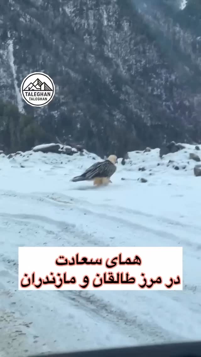  جدید ترین استوری اینستاگرام هوشینه