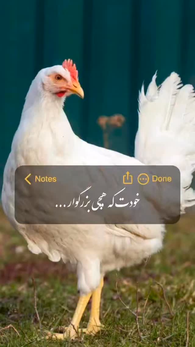 جدید ترین استوری اینستاگرام هوشینه