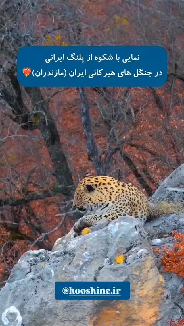  جدید ترین استوری اینستاگرام هوشینه