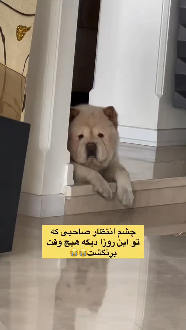 جدید ترین استوری اینستاگرام هوشینه
