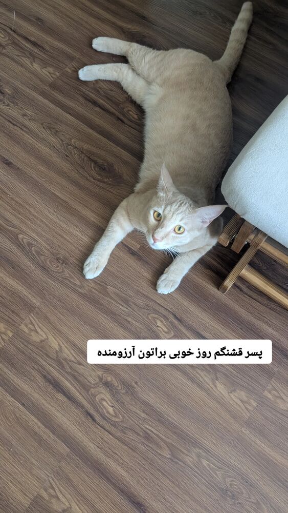  جدید ترین استوری اینستاگرام زینب موسوی