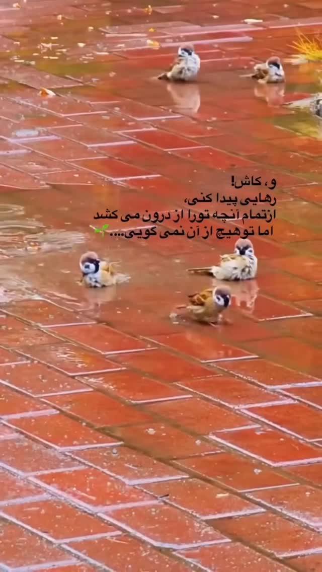  جدید ترین استوری اینستاگرام ايمان سرورپور