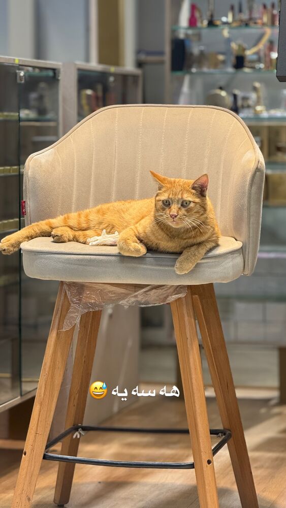  جدید ترین استوری اینستاگرام رها شاهی