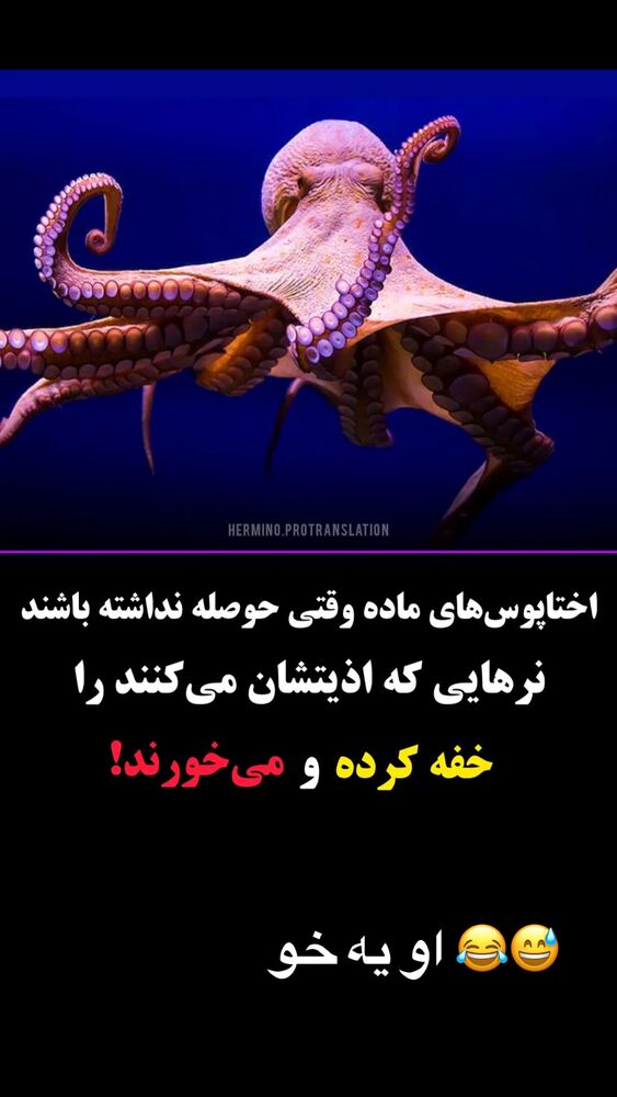  جدید ترین استوری اینستاگرام رها شاهی