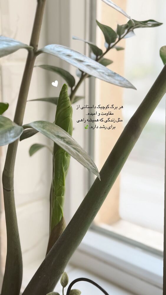  جدید ترین استوری اینستاگرام یاسمین کریمی