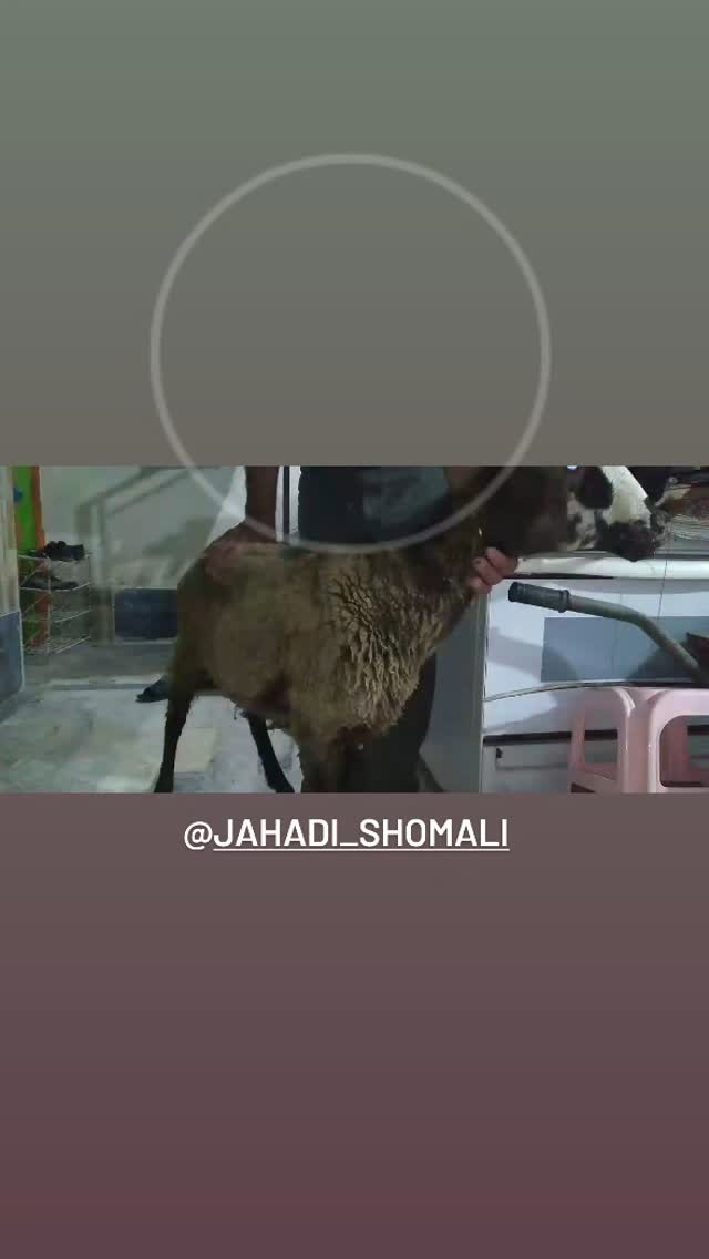  جدید ترین استوری اینستاگرام jahadi_shomali