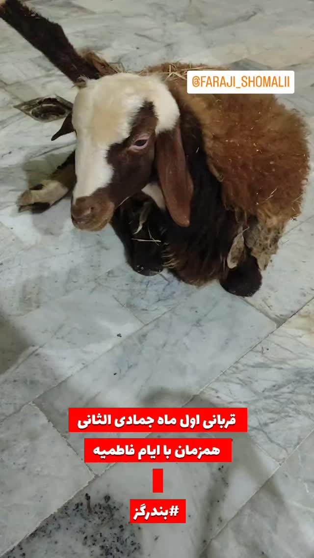  جدید ترین استوری اینستاگرام jahadi_shomali