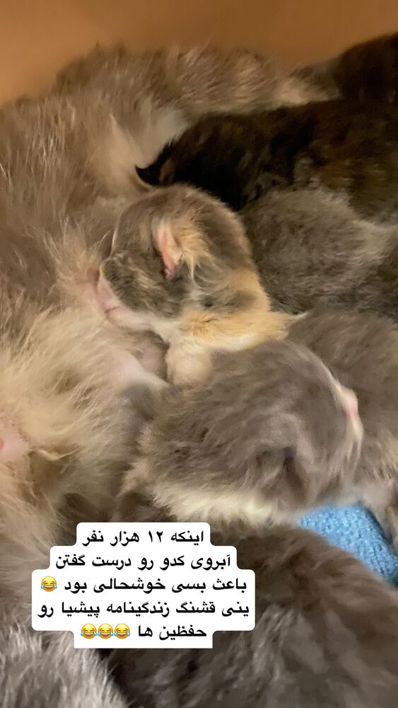  جدید ترین استوری اینستاگرام جواد خواجوی