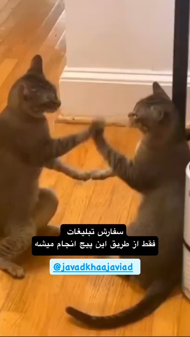  جدید ترین استوری اینستاگرام جواد خواجوی