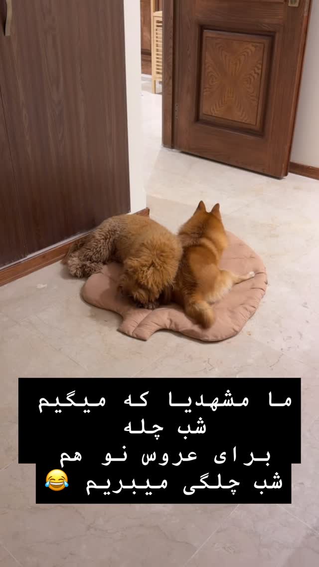  جدید ترین استوری اینستاگرام جواد خواجوی