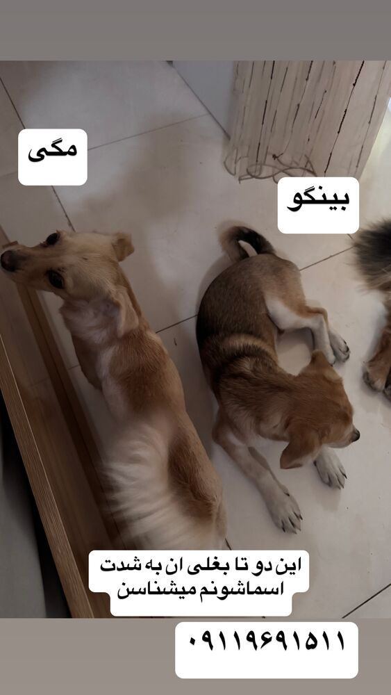  جدید ترین استوری اینستاگرام کاچه ها