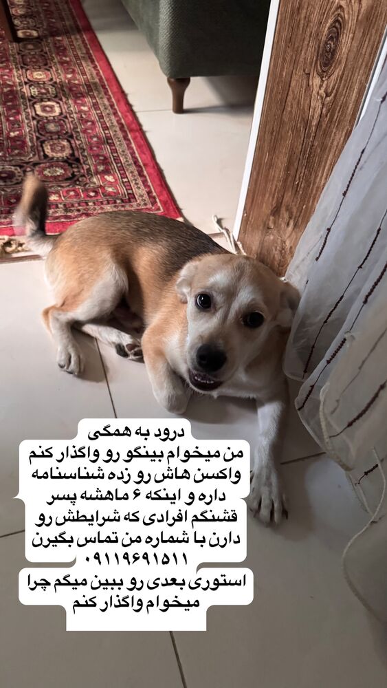  جدید ترین استوری اینستاگرام کاچه ها