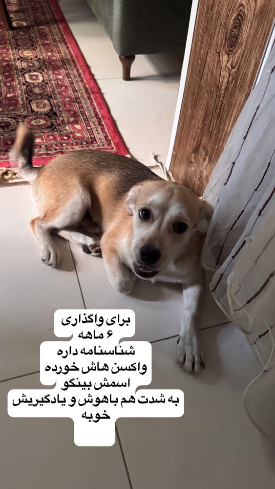  جدید ترین استوری اینستاگرام کاچه ها