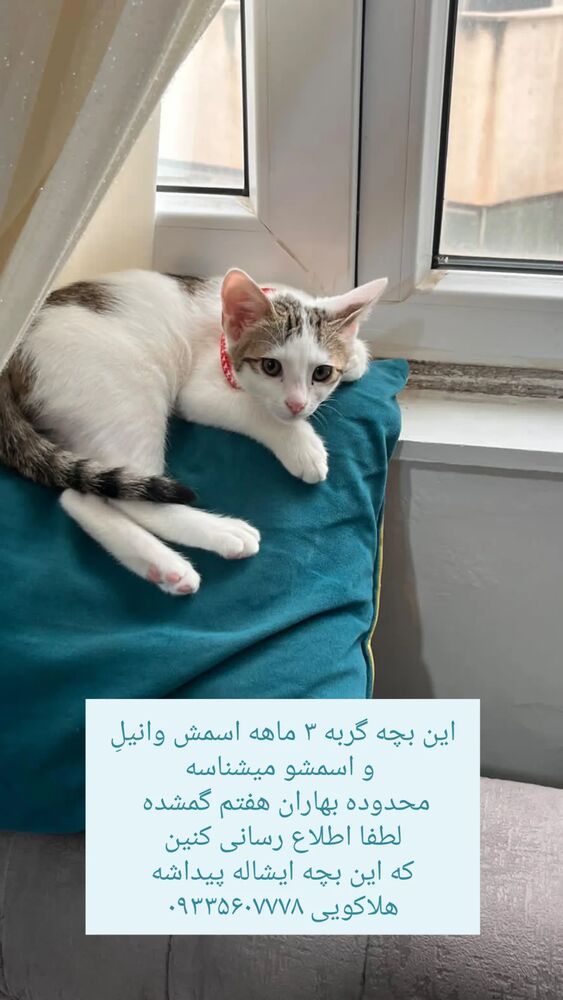  جدید ترین استوری اینستاگرام کاچه ها