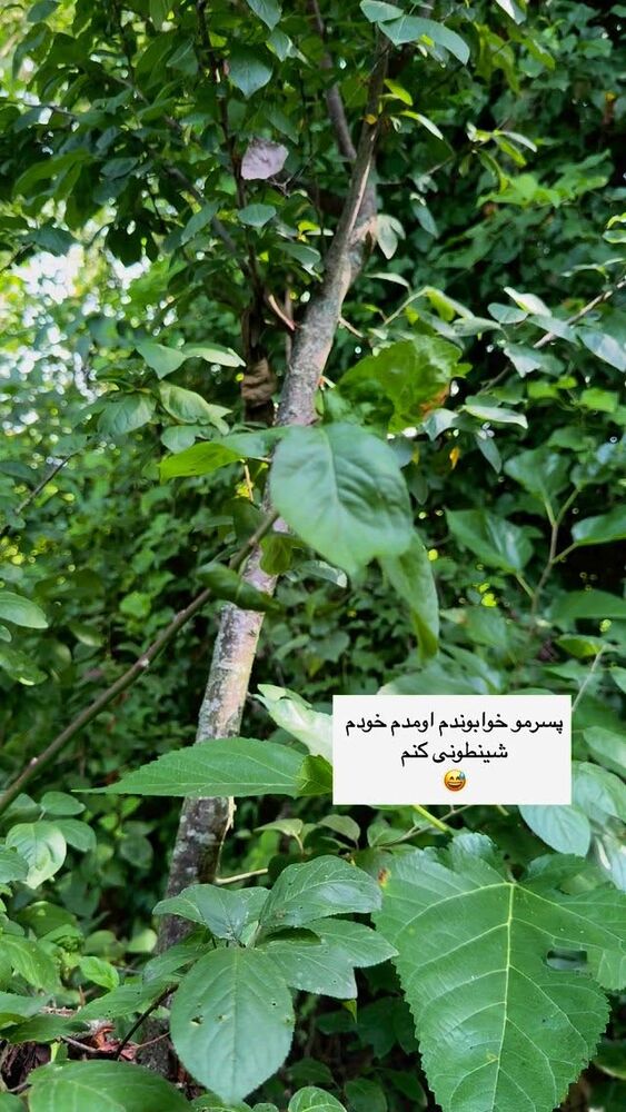  جدید ترین استوری اینستاگرام كامليا رودنشين