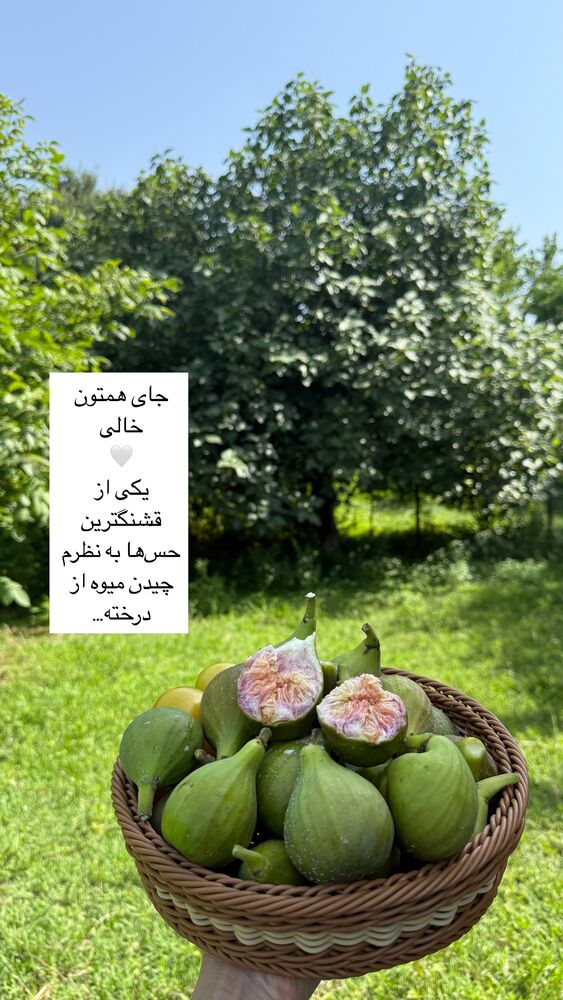  جدید ترین استوری اینستاگرام كامليا رودنشين