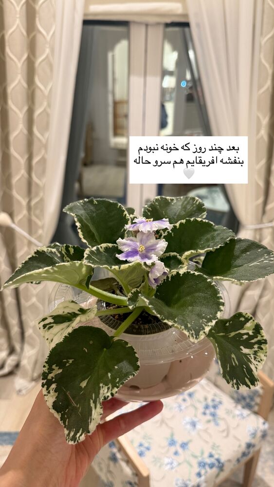  جدید ترین استوری اینستاگرام كامليا رودنشين