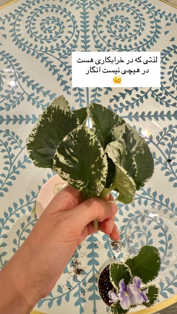  جدید ترین استوری اینستاگرام كامليا رودنشين