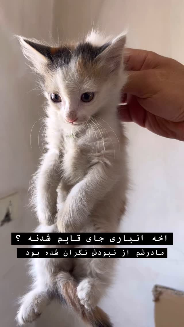  جدید ترین استوری اینستاگرام کارن سعادت