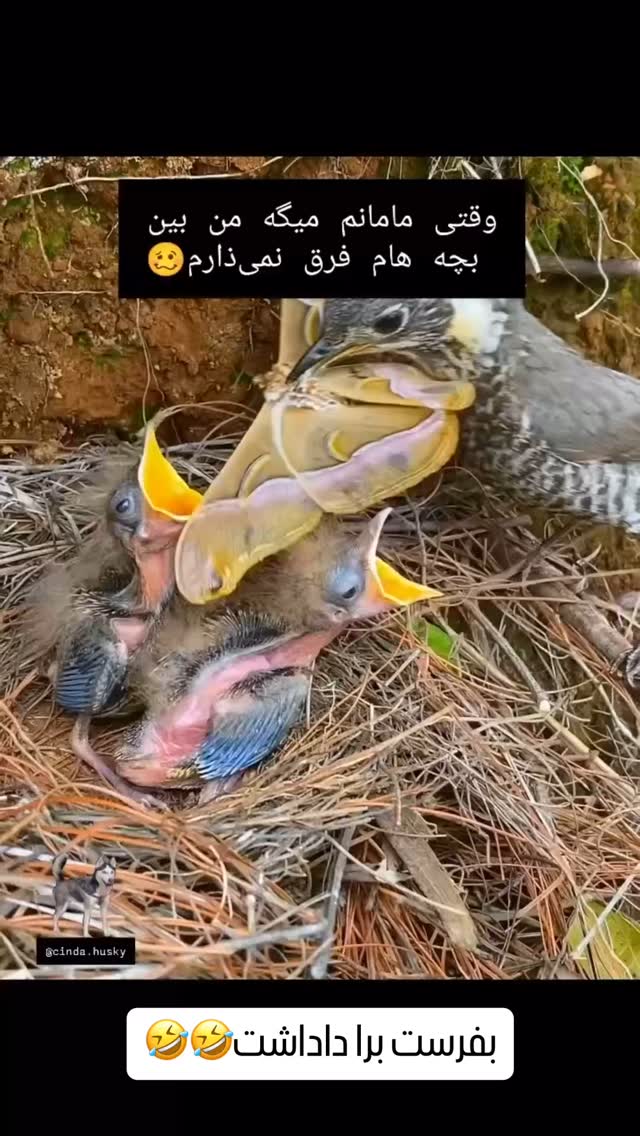  جدید ترین استوری اینستاگرام کرموبله