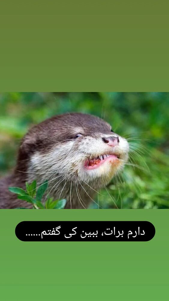 جدید ترین استوری اینستاگرام علیرضا خمسه