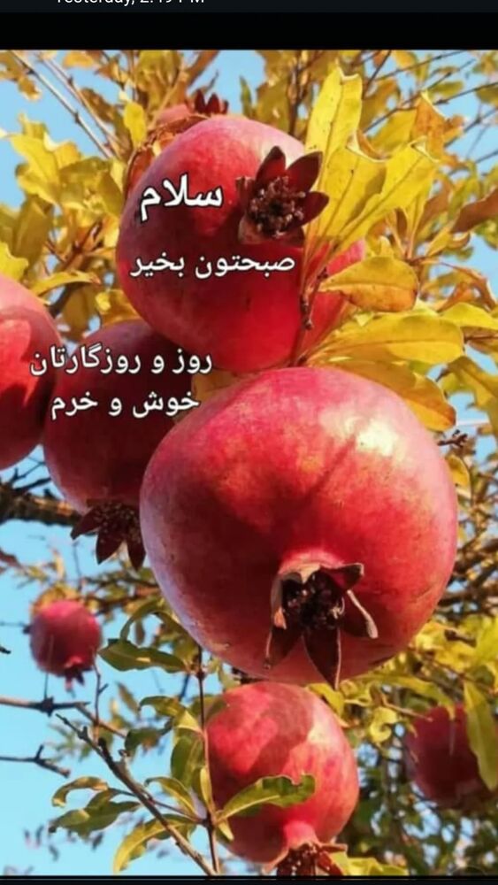  جدید ترین استوری اینستاگرام علیرضا خمسه