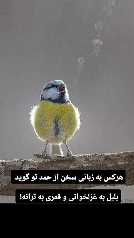  جدید ترین استوری اینستاگرام علیرضا خمسه