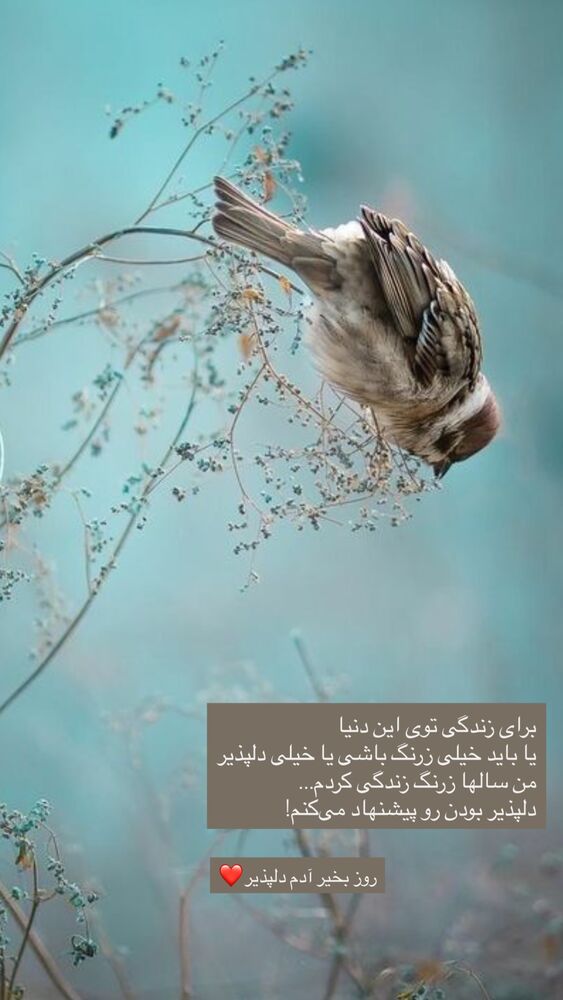  جدید ترین استوری اینستاگرام نوید خانجانی