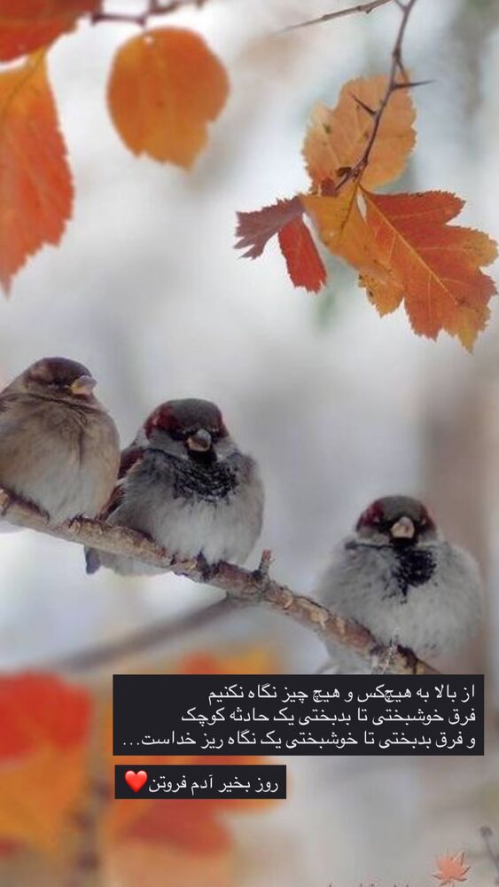  جدید ترین استوری اینستاگرام نوید خانجانی