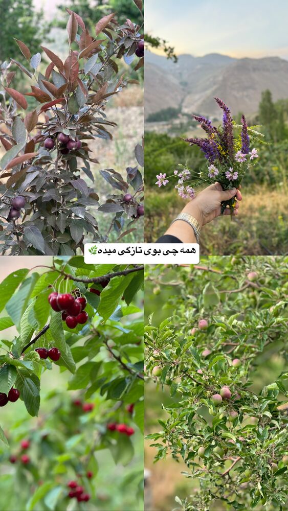  جدید ترین استوری اینستاگرام کوثر مامی