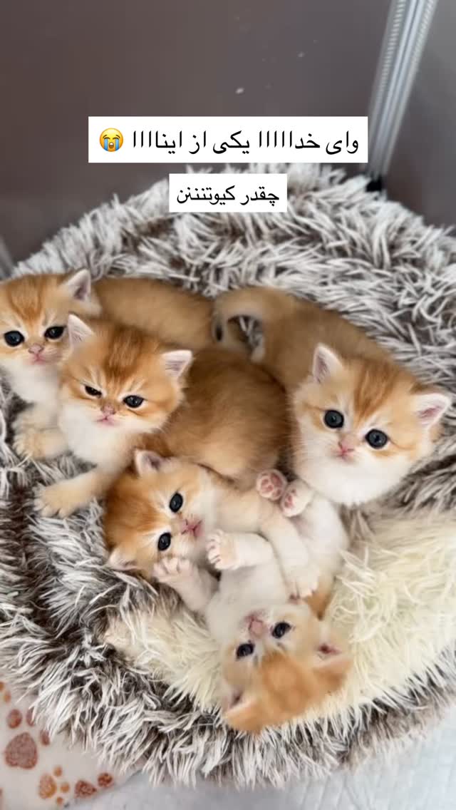  جدید ترین استوری اینستاگرام خود فاطی