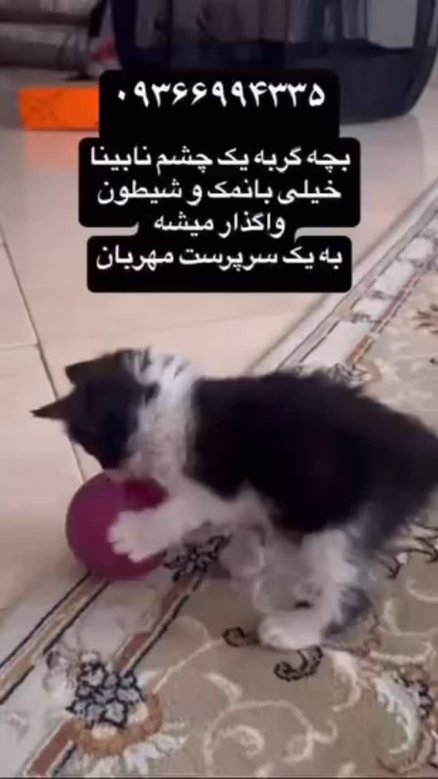  جدید ترین استوری اینستاگرام لیلا بلوکات