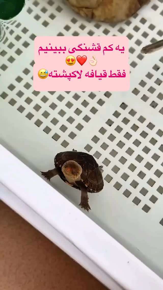  جدید ترین استوری اینستاگرام لیلا اوتادی