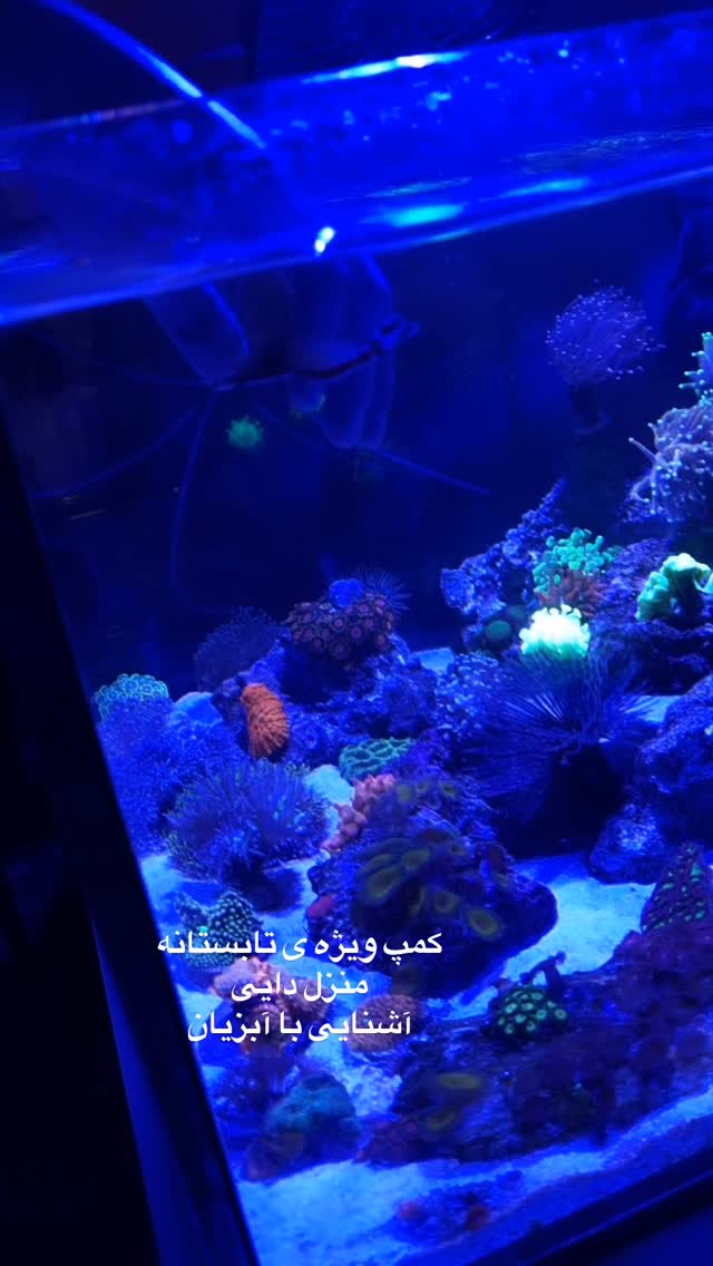  جدید ترین استوری اینستاگرام لیلی زمردیان