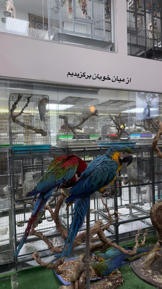  جدید ترین استوری اینستاگرام لیلی زمردیان