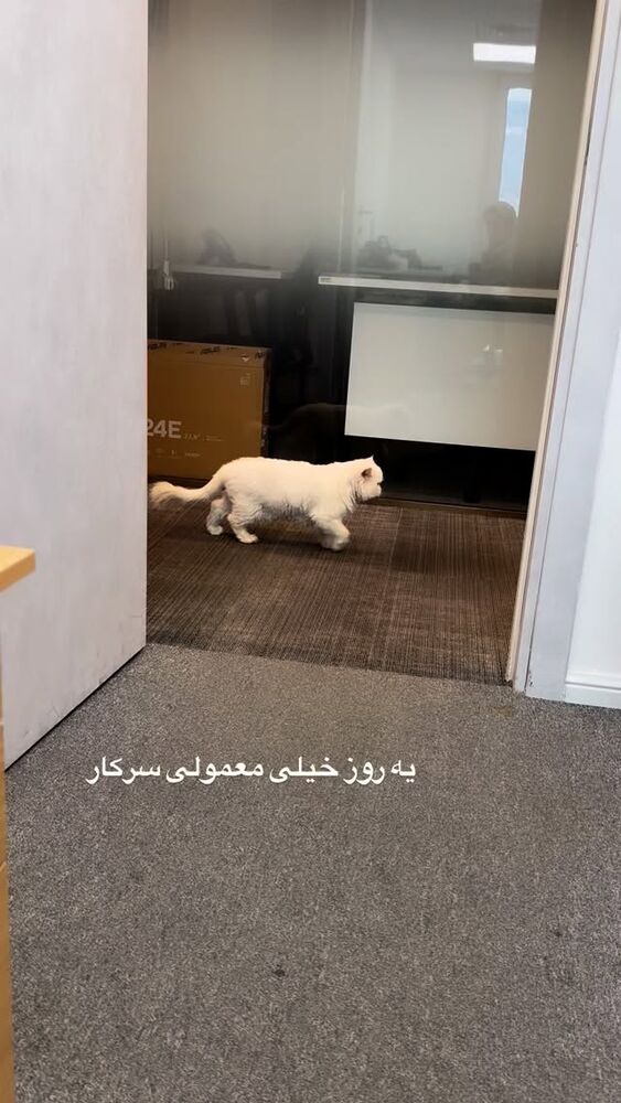  جدید ترین استوری اینستاگرام لیلی زمردیان
