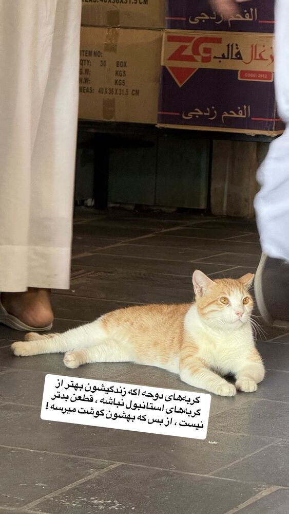  جدید ترین استوری اینستاگرام محمد رضا