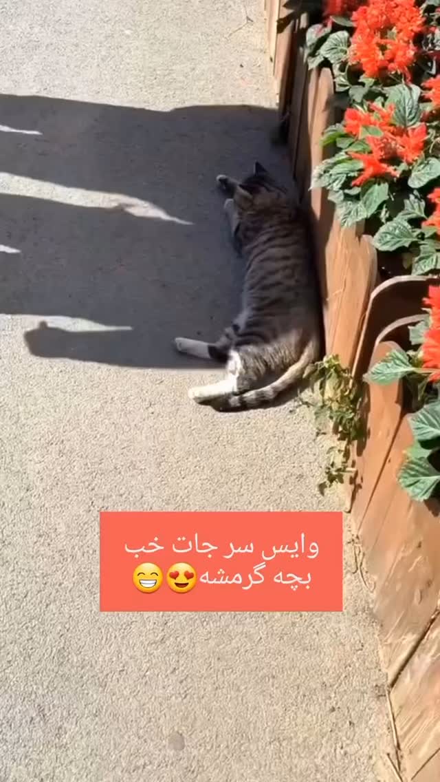  جدید ترین استوری اینستاگرام مسعود حسینی
