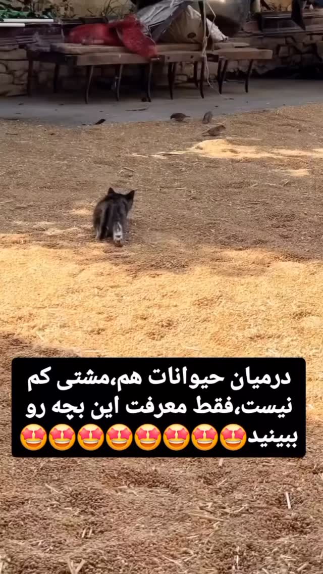  جدید ترین استوری اینستاگرام مسعود حسینی