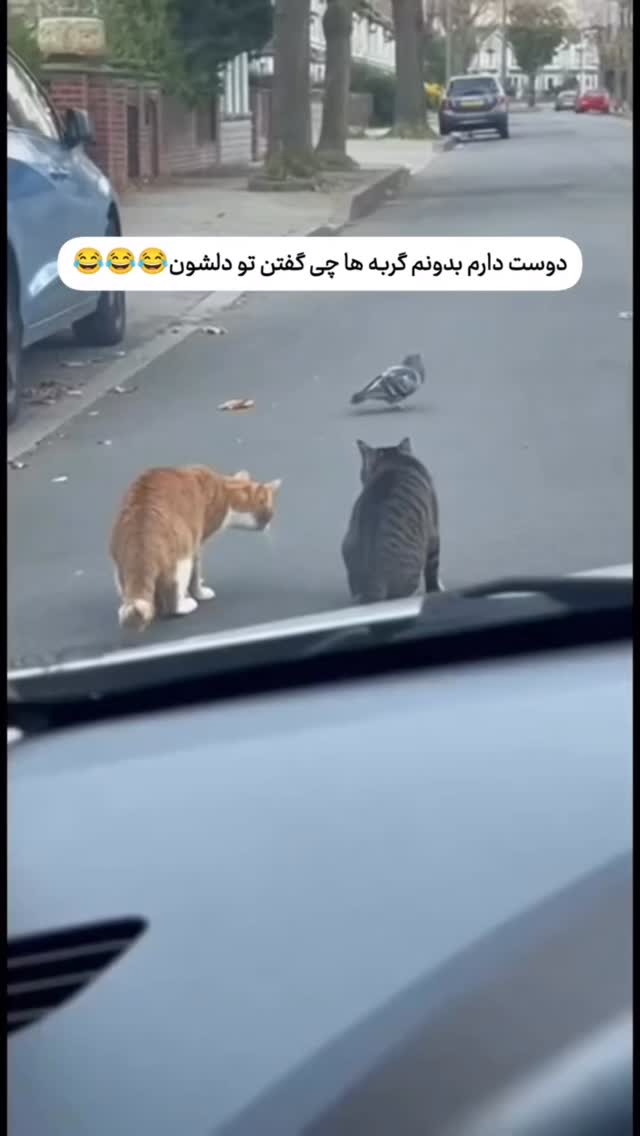  جدید ترین استوری اینستاگرام مسعود حسینی