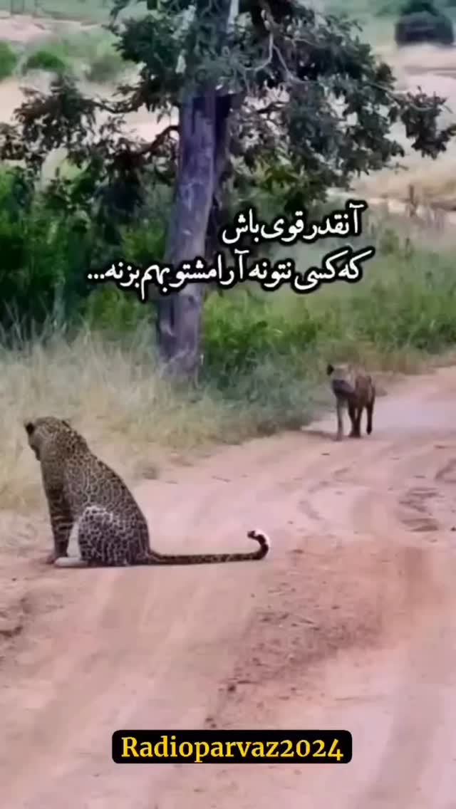 جدید ترین استوری اینستاگرام مسعود حسینی