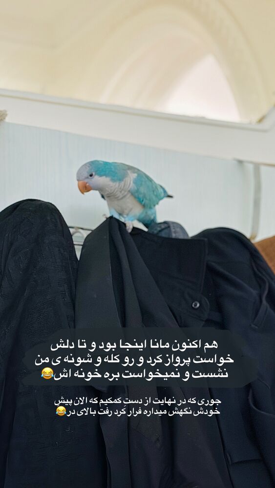  جدید ترین استوری اینستاگرام مائده مرادی