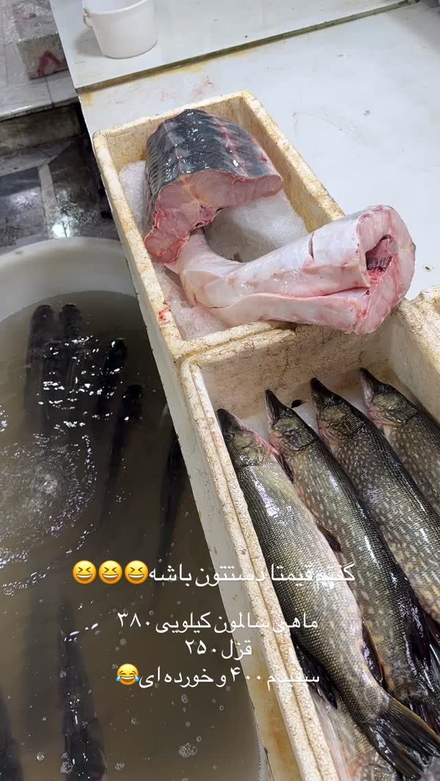  جدید ترین استوری اینستاگرام مائده مرادی